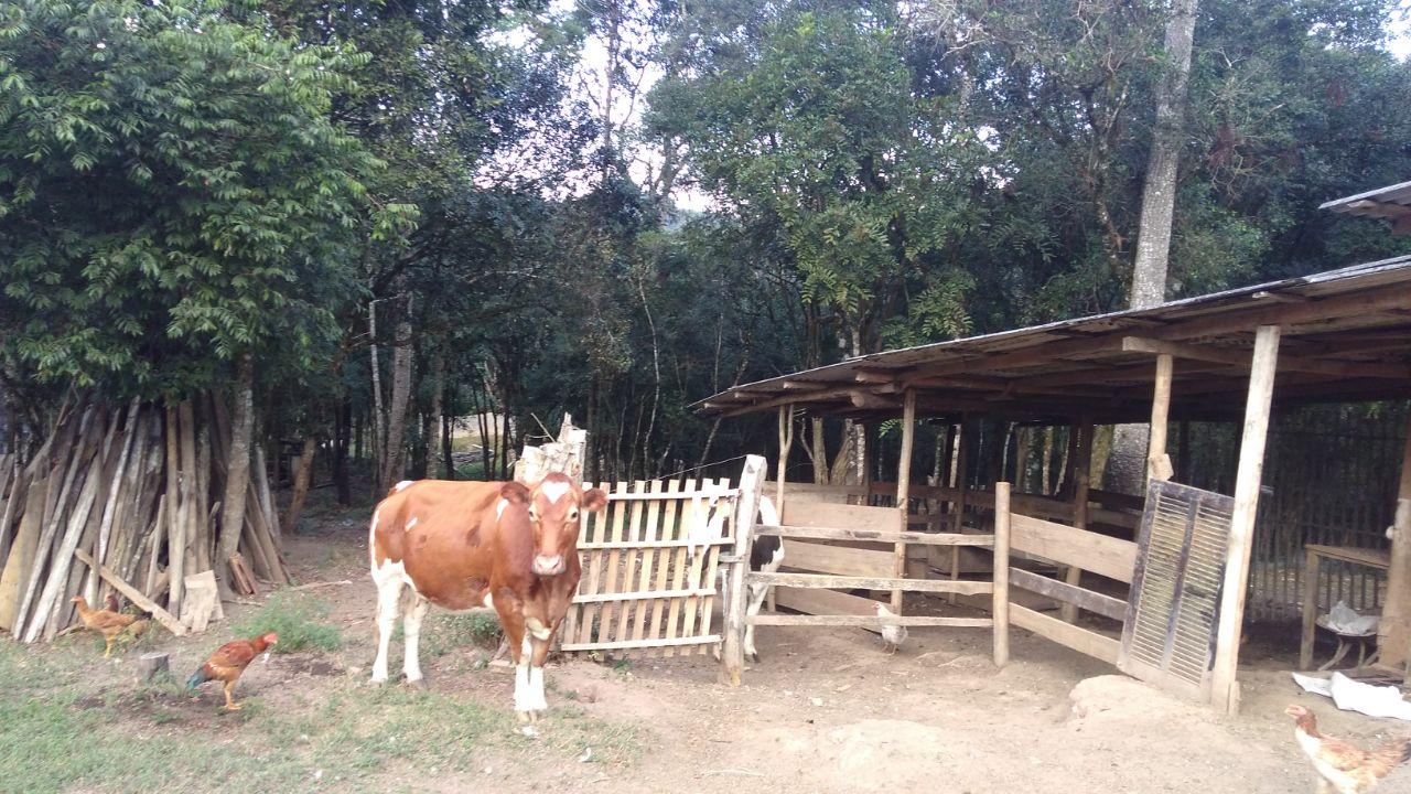 Chácara no Barro Branco