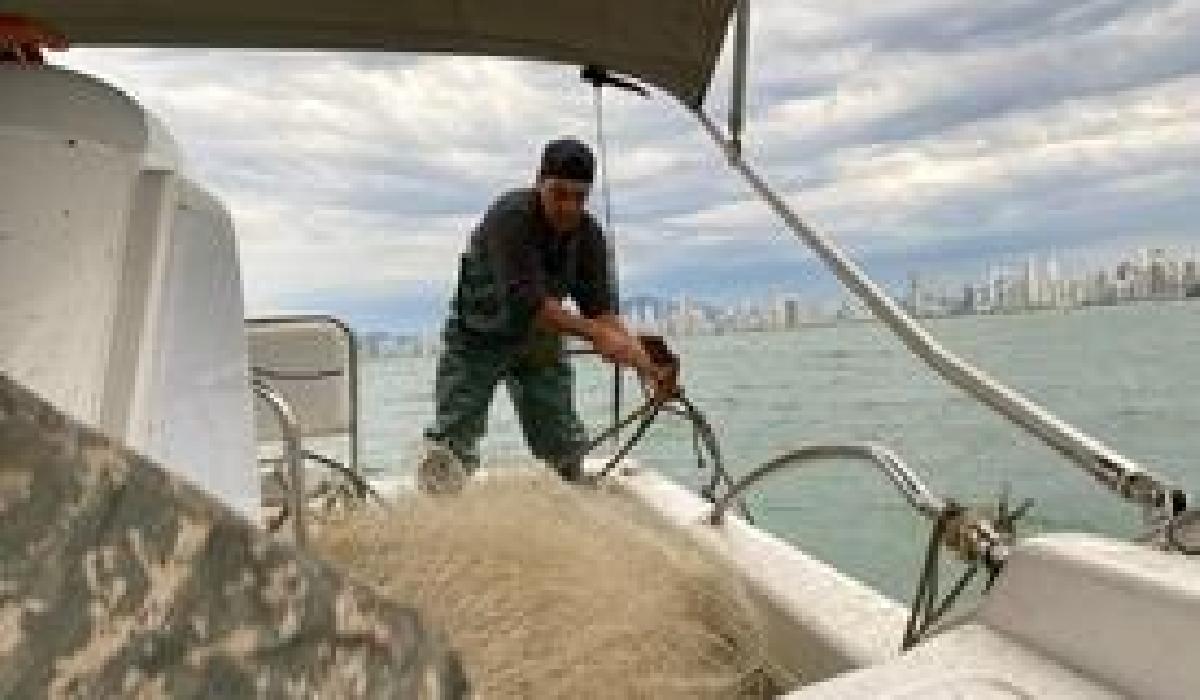 Fiscalização avista baleias perto de redes clandestinas de pesca