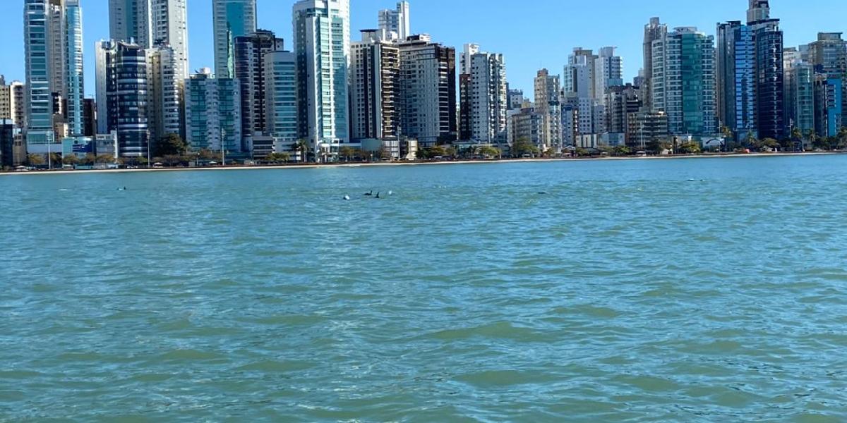 Grupo de golfinhos é avistado na Praia Central