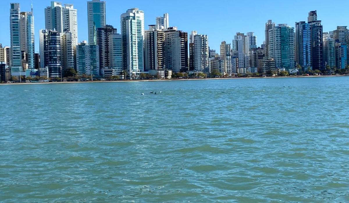 Grupo de golfinhos é avistado na Praia Central