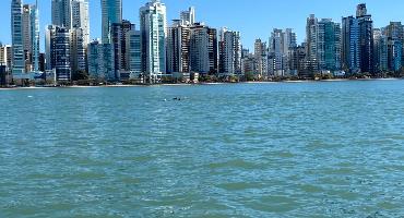 Grupo de golfinhos é avistado na Praia Central