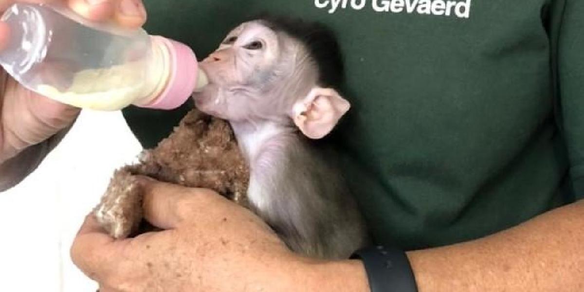 Iuri é o mais novo habitante do zoo de Balneário Camboriú