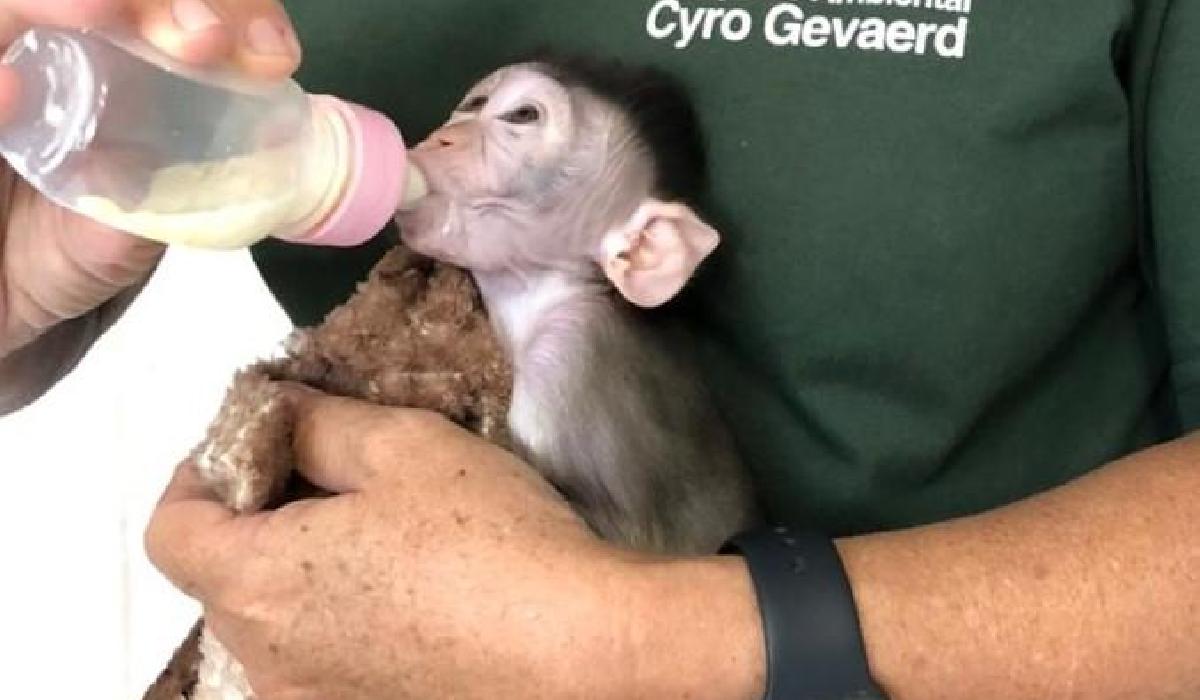 Iuri é o mais novo habitante do zoo de Balneário Camboriú