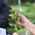 Meio Ambiente lança Guia Prático de Plantas Medicinais