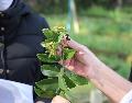 Meio Ambiente lança Guia Prático de Plantas Medicinais