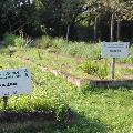 Meio Ambiente lança Guia Prático de Plantas Medicinais