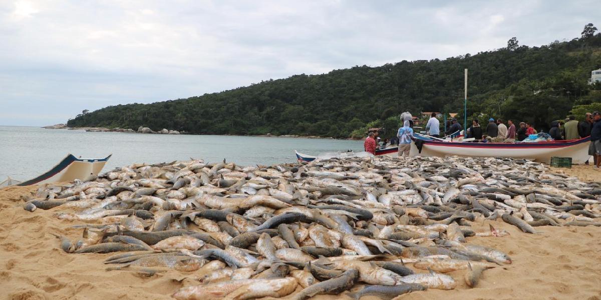 Pescadores registram primeiro grande lanço da temporada da tainha