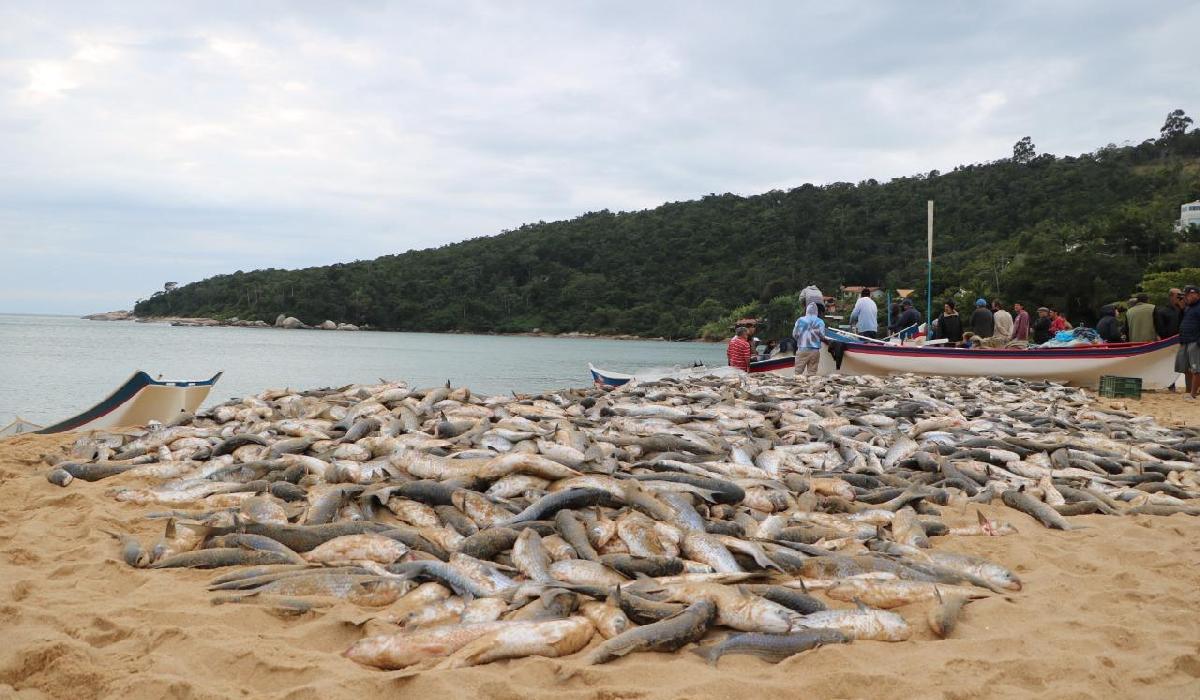 Pescadores registram primeiro grande lanço da temporada da tainha