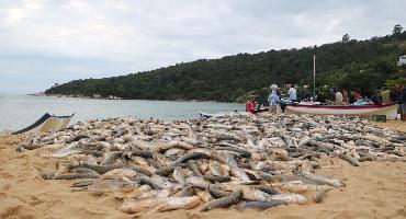 Pescadores registram primeiro grande lanço da temporada da tainha