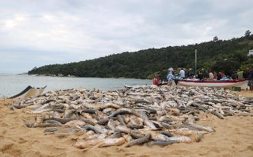 Pescadores registram primeiro...