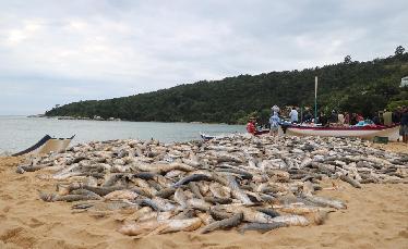 Pescadores registram primeiro...