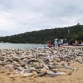 Pescadores registram primeiro grande lanço da temporada da tainha