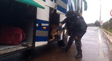 Polícia Civil participa da Semana Nacional de Políticas sobre Drogas em operação com cães